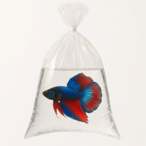 Betta Fish